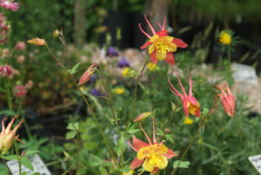 Aquilegia caerulea hybridenGespoorde akelei bestellen